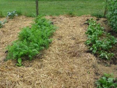 winter-sown-carrots-beets-cauliflower